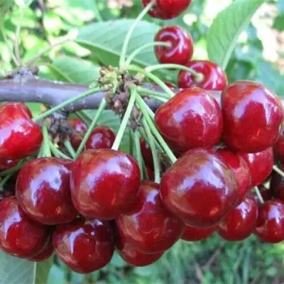 Вишня ДЕСЕРТНАЯ МОРОЗОВОЙ в Минске