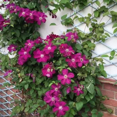 Клематис ЭРНЕСТ МАРКХАМ в Минске