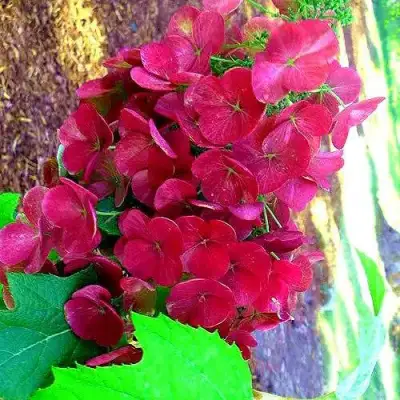 Гортензия АМЕТИСТ дуболистная в Минске