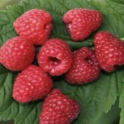 Малина ремонтантная Зюгана