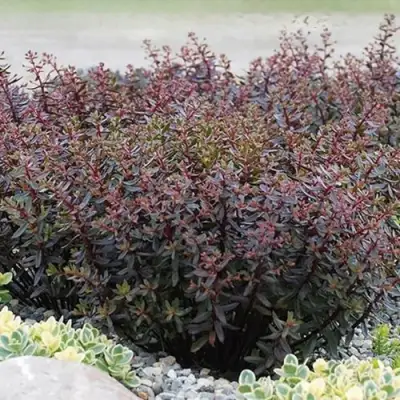 Очиток (седум) САНСПАРКЛЕР ДЖЕЙД ТАФФЕТ в Минске