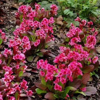 Бадан ФЛИРТ в Минске