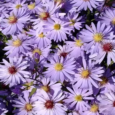 Астра БЛЮ ХЕВЕН сердцелистная в Минске