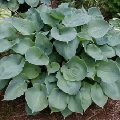 Хоста МУНЛАЙТ СОНАТА гибридная в Минске