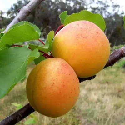 Абрикос ОРЛОВЧАНИН  в Минске