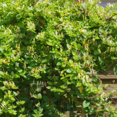 Жимолость ХАЛЛИАНА японская (Хелиана) в Минске