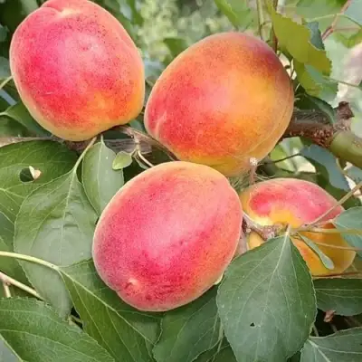 Абрикос ОСОБЕННЫЙ ДЕНИСЮКА в Минске