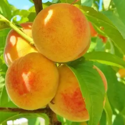 Персик ВЕТЕРАН в Минске