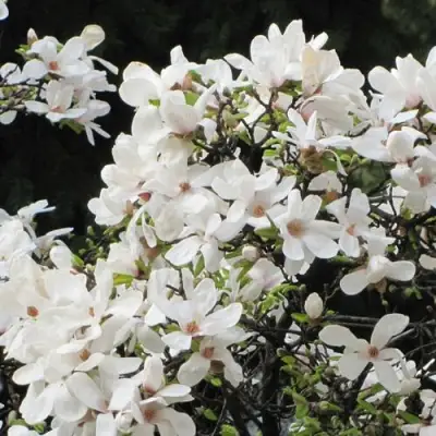 Магнолия КОБУС в Минске