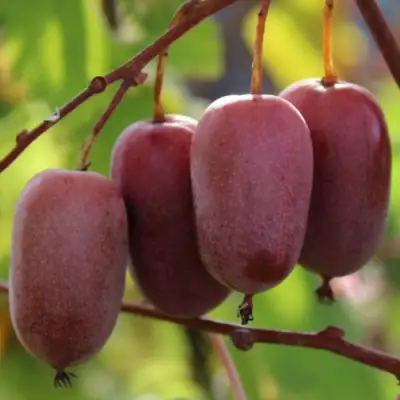 Актинидия ПУРПУРНО САДОВАЯ  аргута в Минске