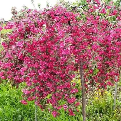 Яблоня КИНГ БЬЮТИ декоративная в Минске