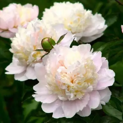 Пион ШИРЛИ ТЕМПЛ травянистый в Минске