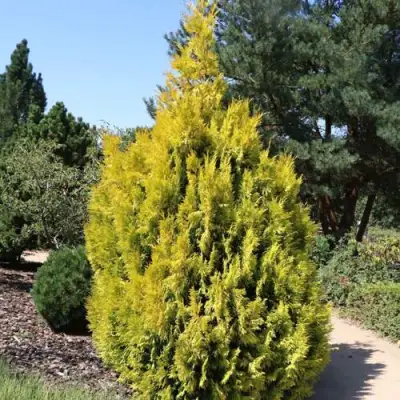 Туя СТОУНХАМ ГОЛД складчатая в Минске