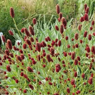 Кровохлебка БИТЛВИНГЗ в Минске