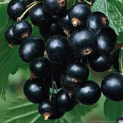 Смородина черная БЕН КОНАН в Минске