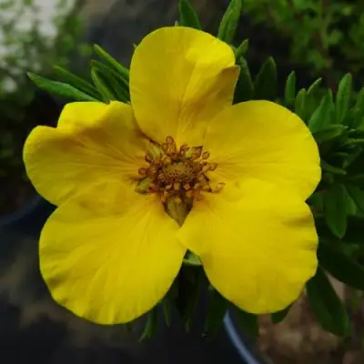 Лапчатка ГОЛДФИНГЕР кустарниковая в Минске