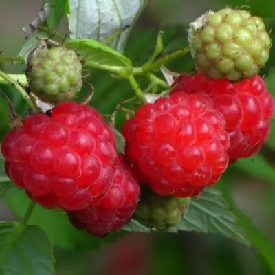 Малина СОЛНЫШКО в Минске