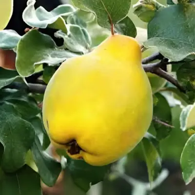 Айва МИР в Минске