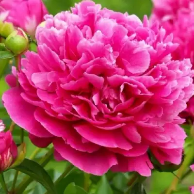 Пион НОЧНЫЕ ГРЕЗЫ древовидный в Минске