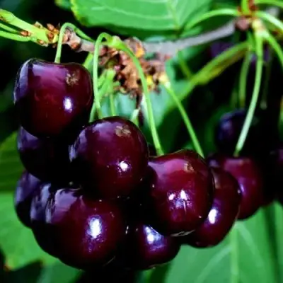 Дюк НОЧКА в Минске