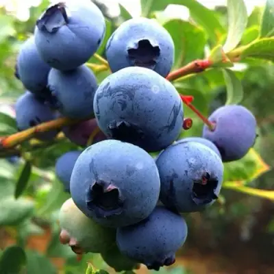 Голубика ДЮК в Минске