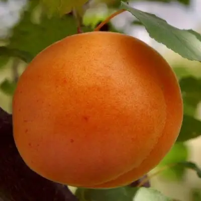 Абрикос ОЛИМП в Минске