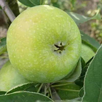 Яблоня РЕНЕТ СИМИРЕНКО в Минске