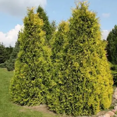 Туя АУРЕОСПИКАТА западная в Минске