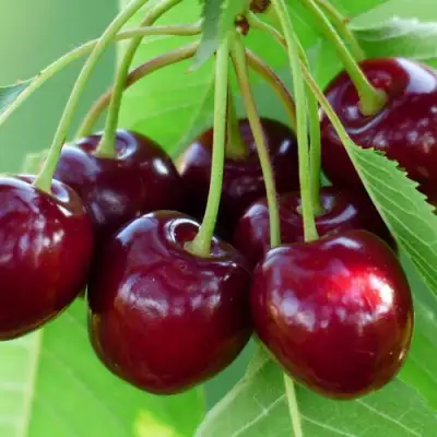 Дюк ЖИВИЦА (ЧЕРЕВИШНЯ) в Минске