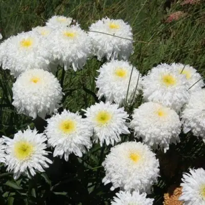 Нивяник ФИОНА ГОГХИЛЛ великолепный в Минске