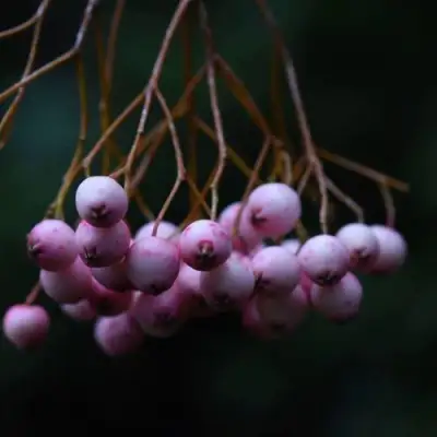 Рябина ПЕКИНСКАЯ сладкоплодная в Минске