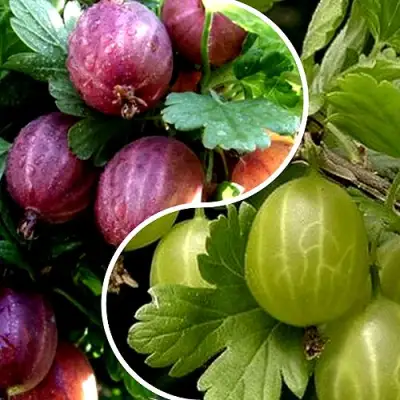 Комплект РЕДКИЙ СЧАСТЛИВЧИК в Минске