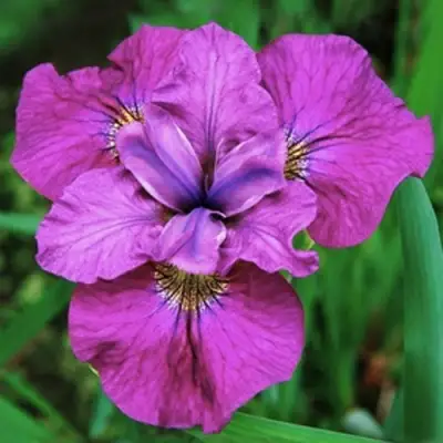 Ирис СИ Я ЛЕЙТЕР сибирский в Минске