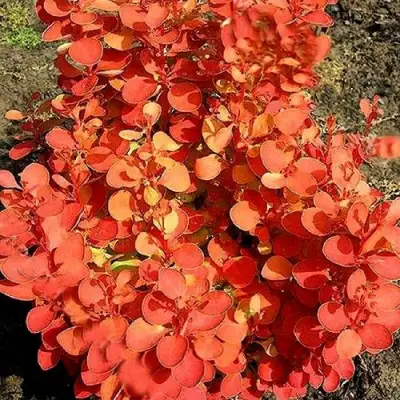 Барбарис ОРАНЖ ФАЙЕР тунберга в Минске