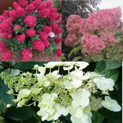 Комплект САД ЭМОЦИЙ в Минске