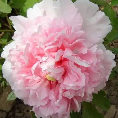 Пион БУКЕТ РОЗОВЫХ ГВОЗДИК древовидный в Минске