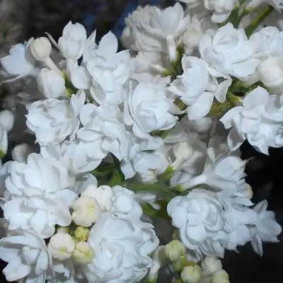 Сирень МИСС ЭЛЕН ВИЛМОТТ в Минске