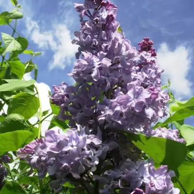 Сирень КРЫЛЬЯ НАДЕЖДЫ в Минске