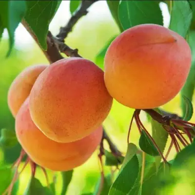 Абрикос ДЕБЮТ в Минске