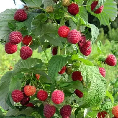 Малина БРУСИЛОВСКАЯ в Минске