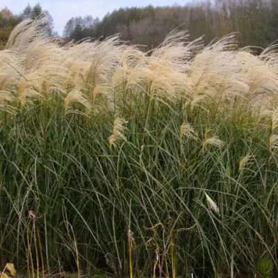Мискантус ВАНИЛЛА СКАЙ китайский в Минске