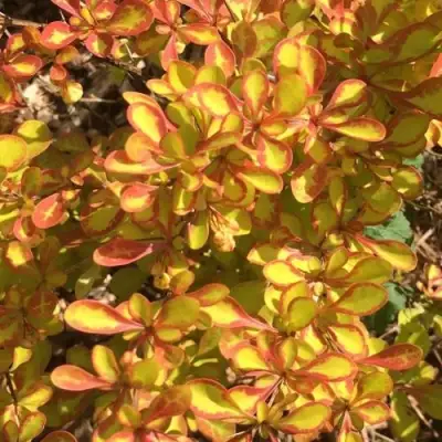 Барбарис САММЕР САНСЕТ тунберга в Минске