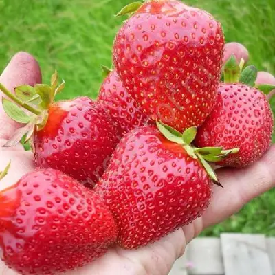 Клубника ЭЛИАНЕ в Минске