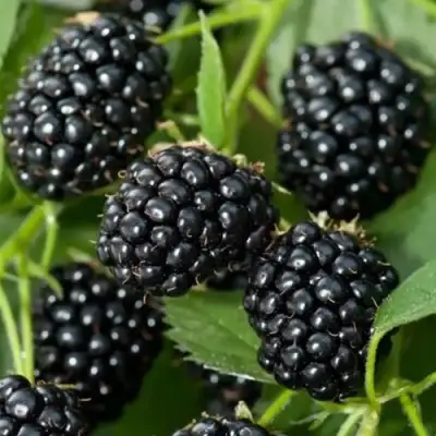 Ежевика ТРИПЛ КРАУН бесшипная  в Минске