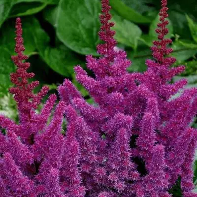 Астильба БЛЭК ЭНД БЛУ китайская в Минске