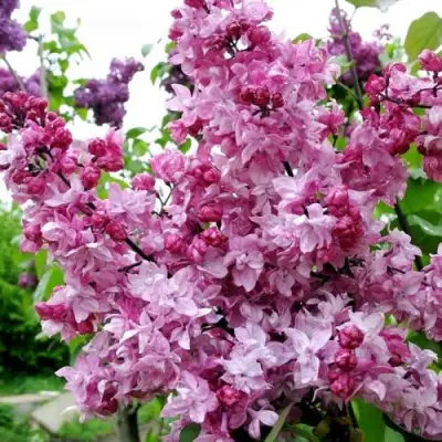 Сирень ОЛИМПИАДА КОЛЕСНИКОВА в Минске