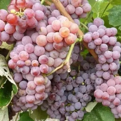 Виноград РИЛАЙНС ПИНК СИДЛИС в Минске
