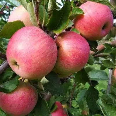 Яблоня ТЕРЕМОК в Минске