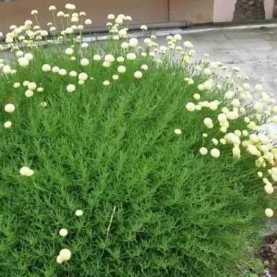 Сантолина зеленеющая в Минске