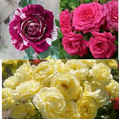 Комплект РОЗОВЫЙ АКЦЕНТ в Минске